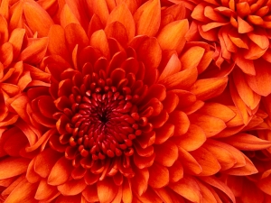 /Gallery/2009/03/chrysanthemum-300x225.jpg