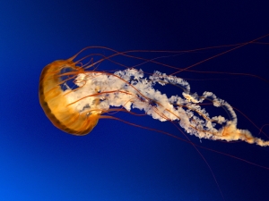 /Gallery/2009/03/jellyfish-300x225.jpg
